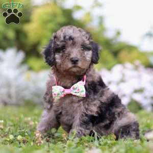 Bree, Miniature Poodle Puppy